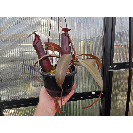 Nepenthes sanguinea 'Blood Red Form' - Intermediate Tropical Pitcher Plant