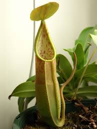 Nepenthes sanguinea (Genting Highlands, Malaysia) - Intermediate Tropical Pitcher Plant
