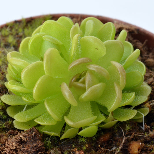 Pinguicula gracilis - Mexican Butterwort