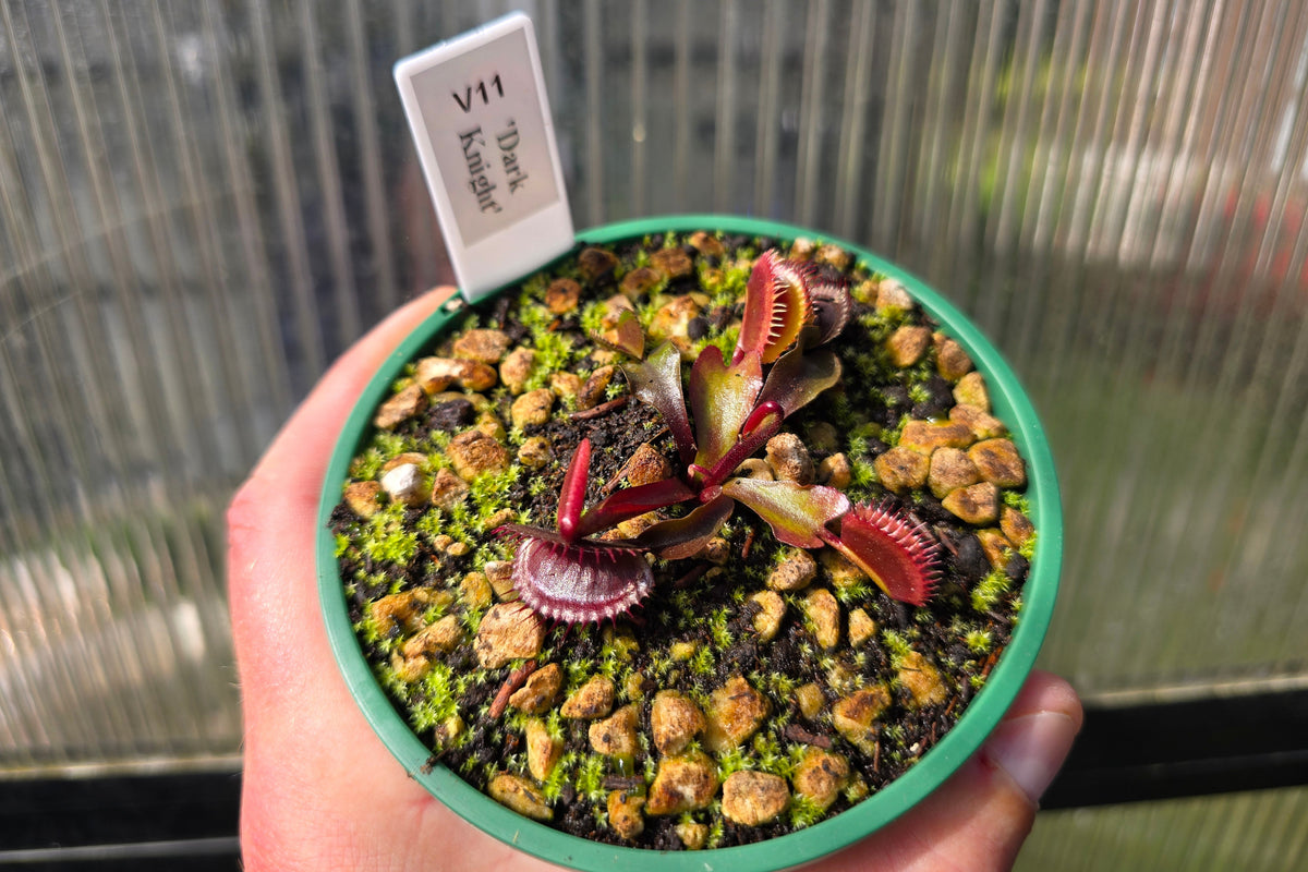 Dionaea muscipula 'Dark Knight' - Venus Fly Trap