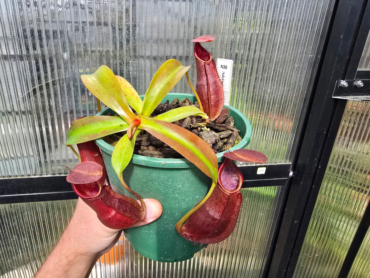 Nepenthes adrianii - Highland Tropical Pitcher Plant