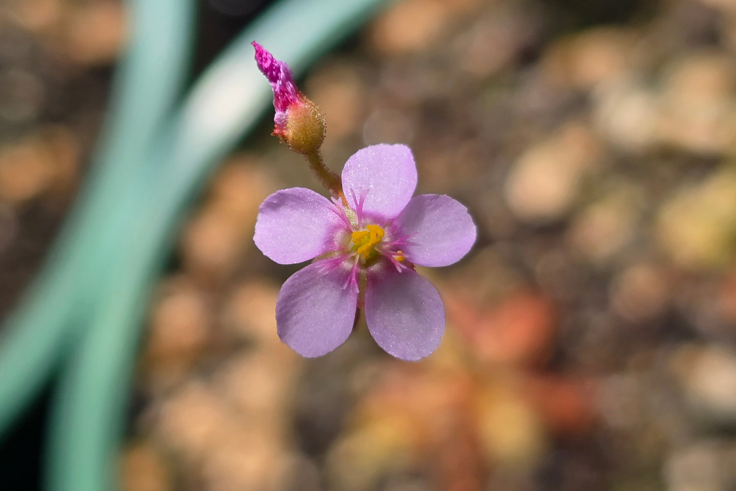 Drosera venusta - The Elegant Sundew