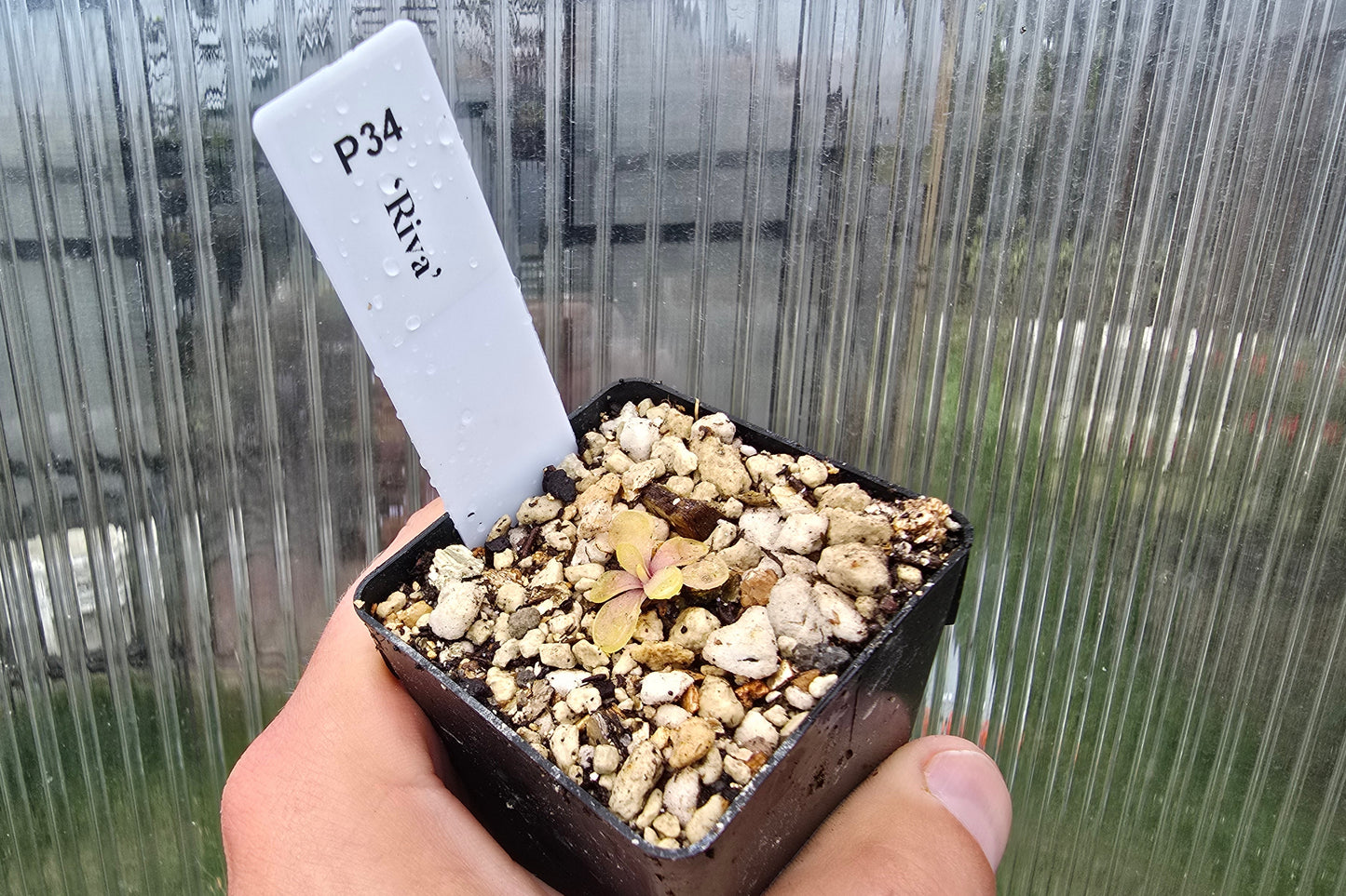 Pinguicula 'Riva' - Mexican Butterwort