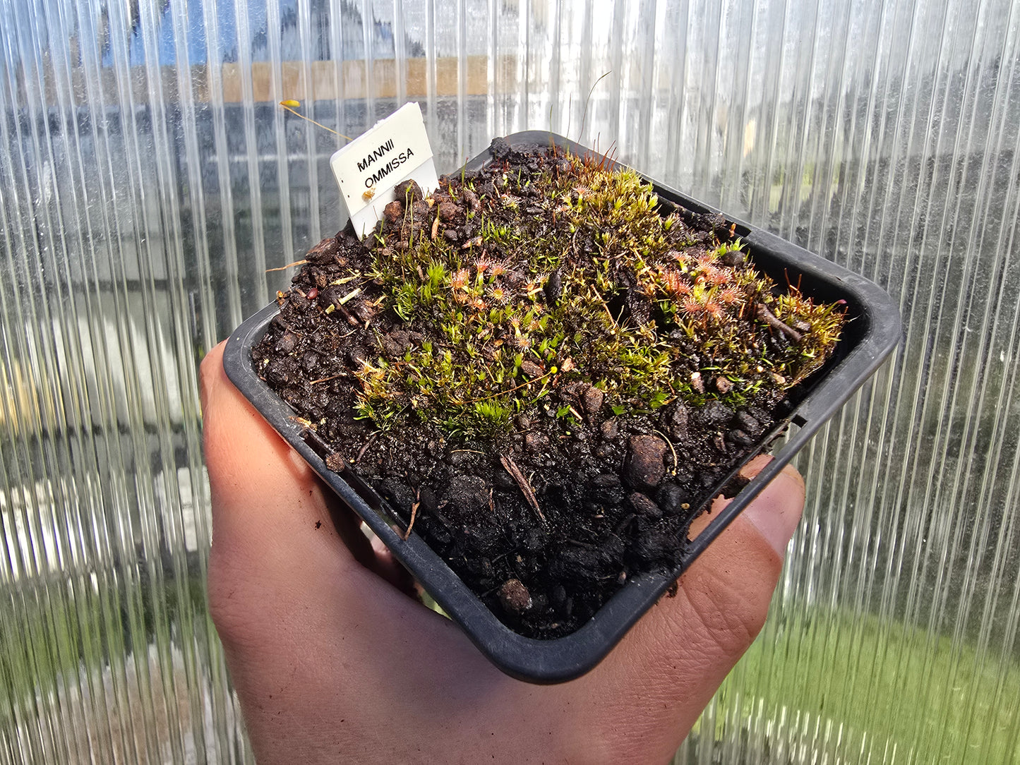 Drosera mannii x omissa - Pygmy Sundew