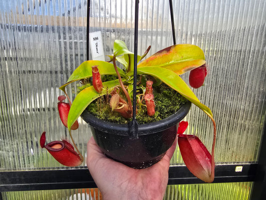 Nepenthes 'Diana' - BE-3492 - Intermediate Tropical Pitcher Plant