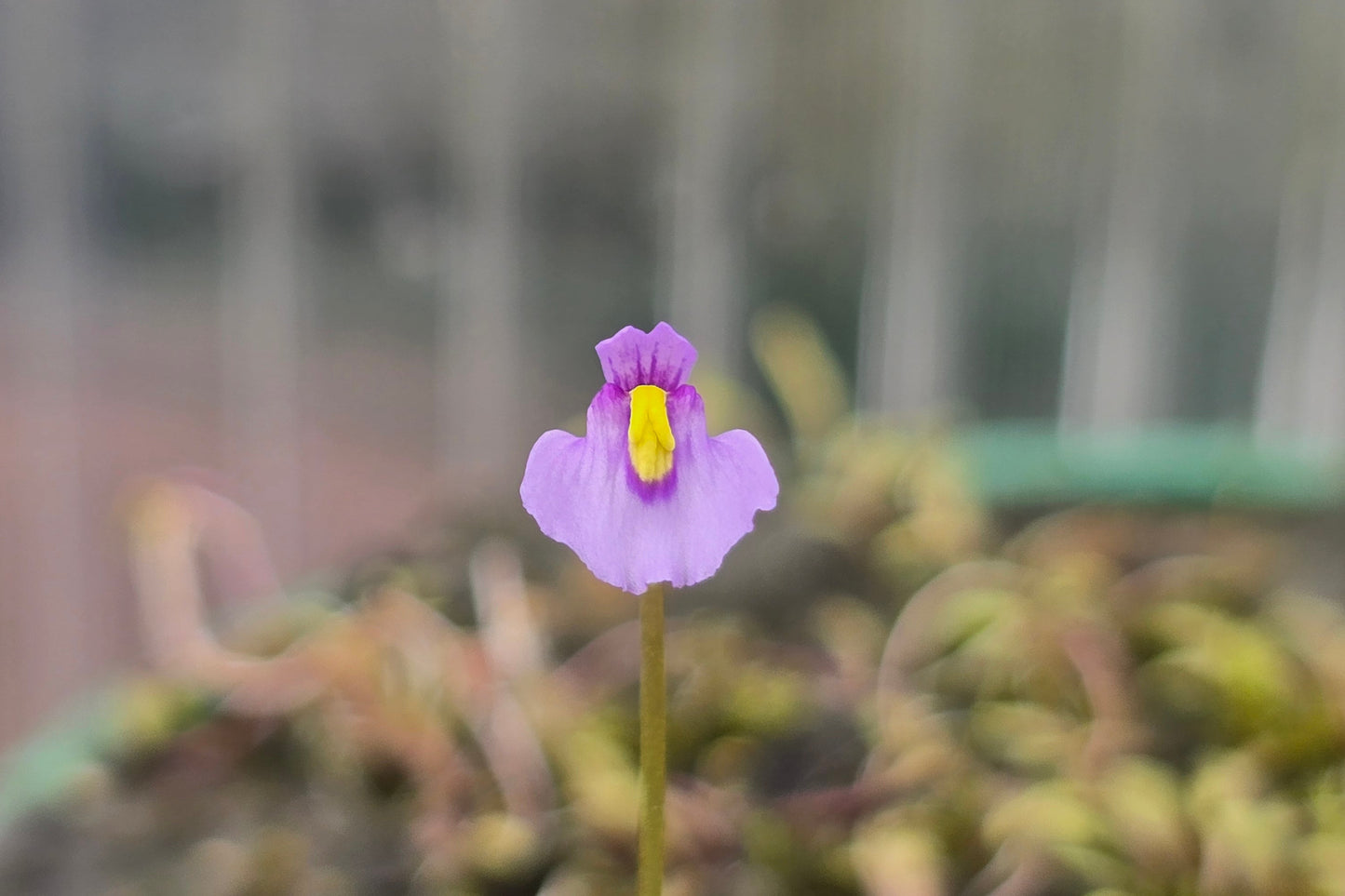 Utricularia dichotoma - S.I. West Coast Form (Harewood, Christchurch, NZ) - Terrestrial Fairy Aprons Bladderwort