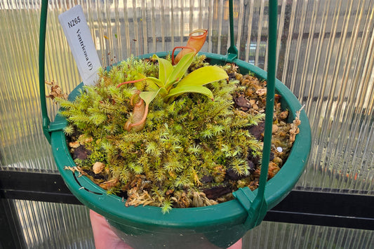 Nepenthes ventricosa (Female) - Highland Tropical Pitcher Plant
