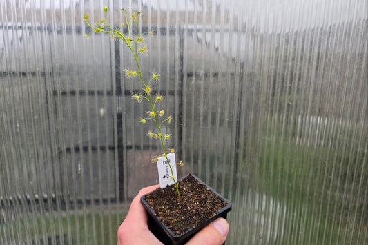 Drosera lunata - Tuberous Sundew
