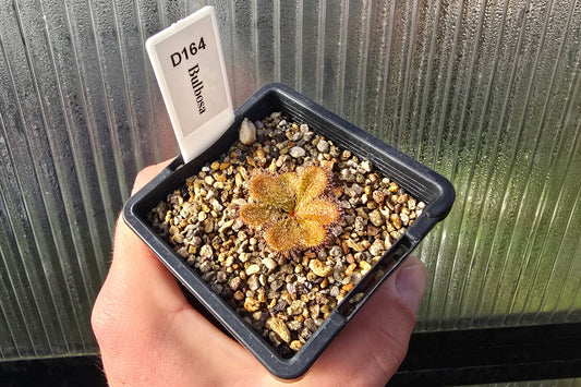 Drosera bulbosa - Tuberous Sundew