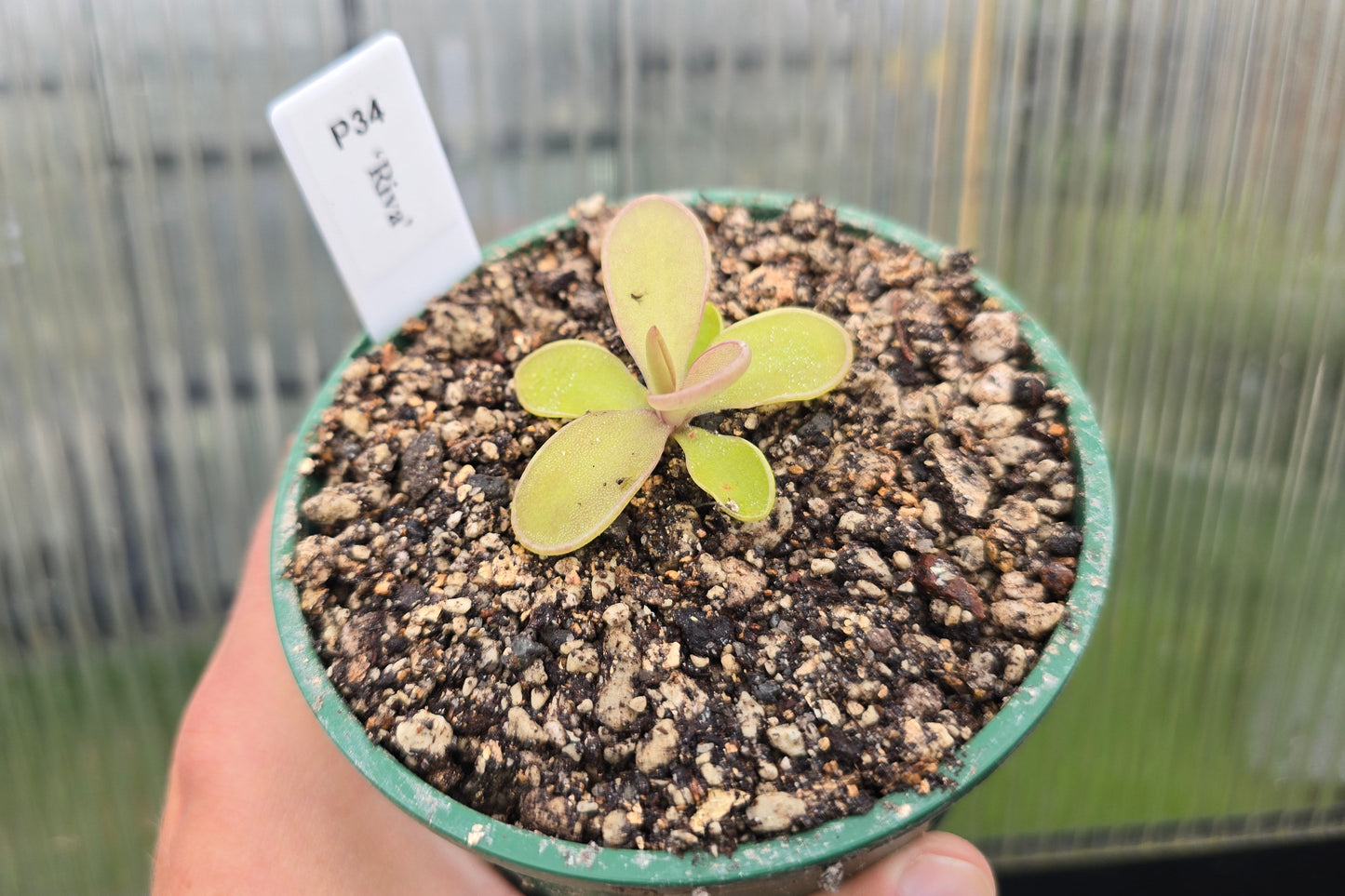 Pinguicula 'Riva' - Mexican Butterwort