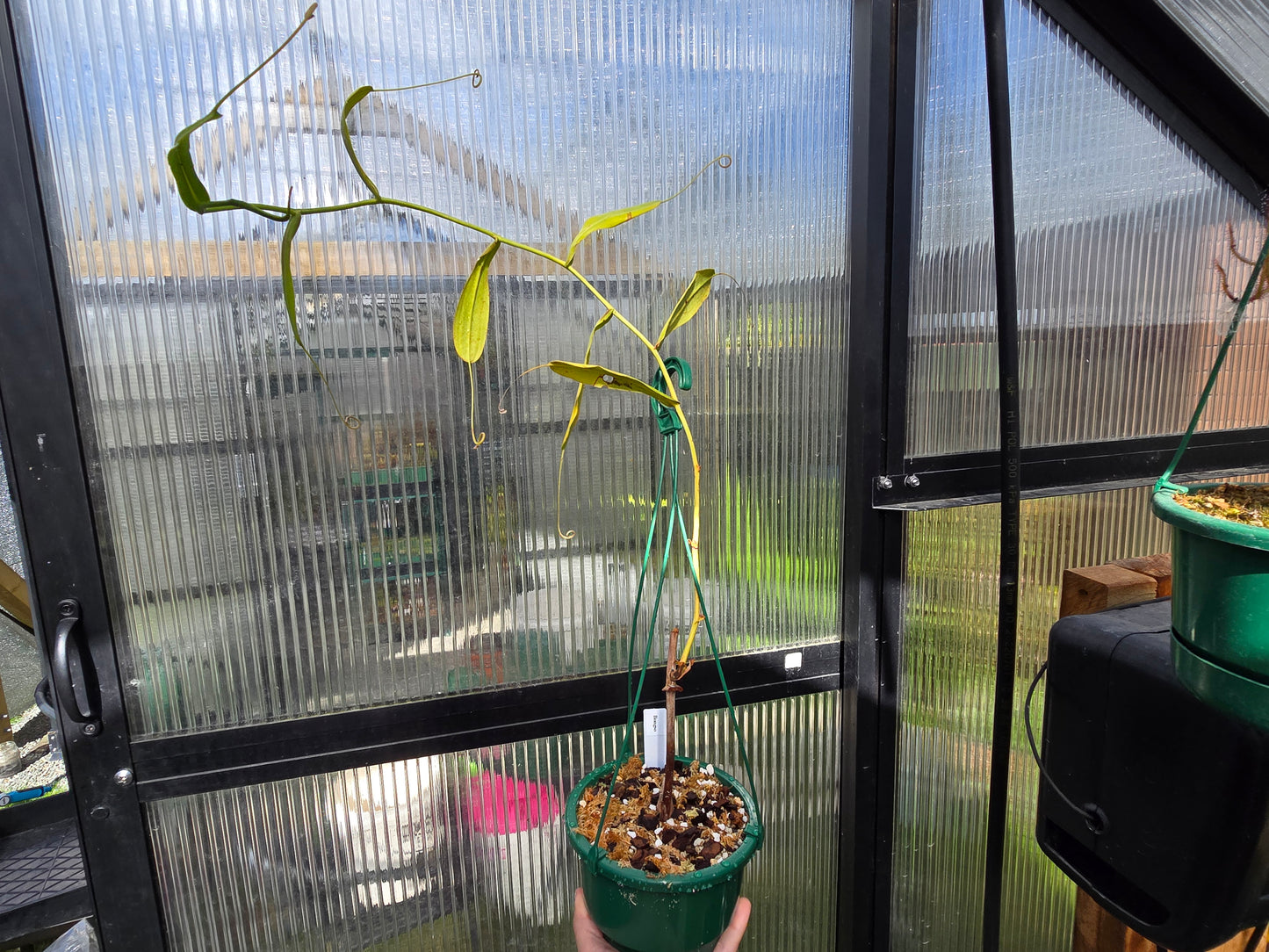 Nepenthes bongso - Highland Tropical Pitcher Plant