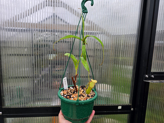 Nepenthes 'Bill Bailey' - BE-3820 - Highland Tropical Pitcher Plant