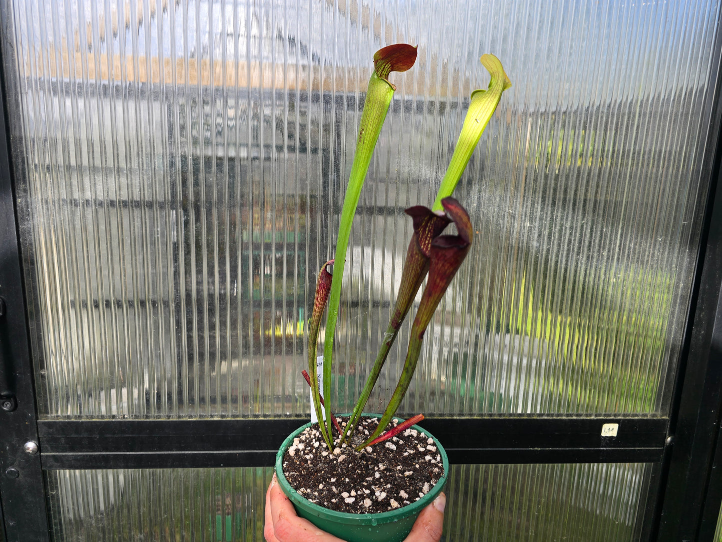 Sarracenia alata var. nigropurpurea (Desoto, Michigan, USA) - American Pitcher Plant