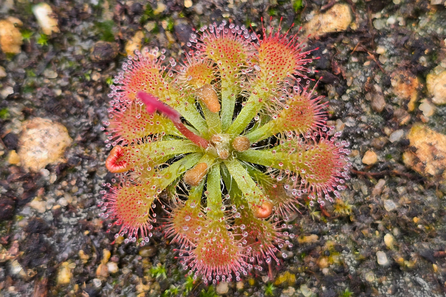 Drosera capillaris (Chile) - The Pink Sundew