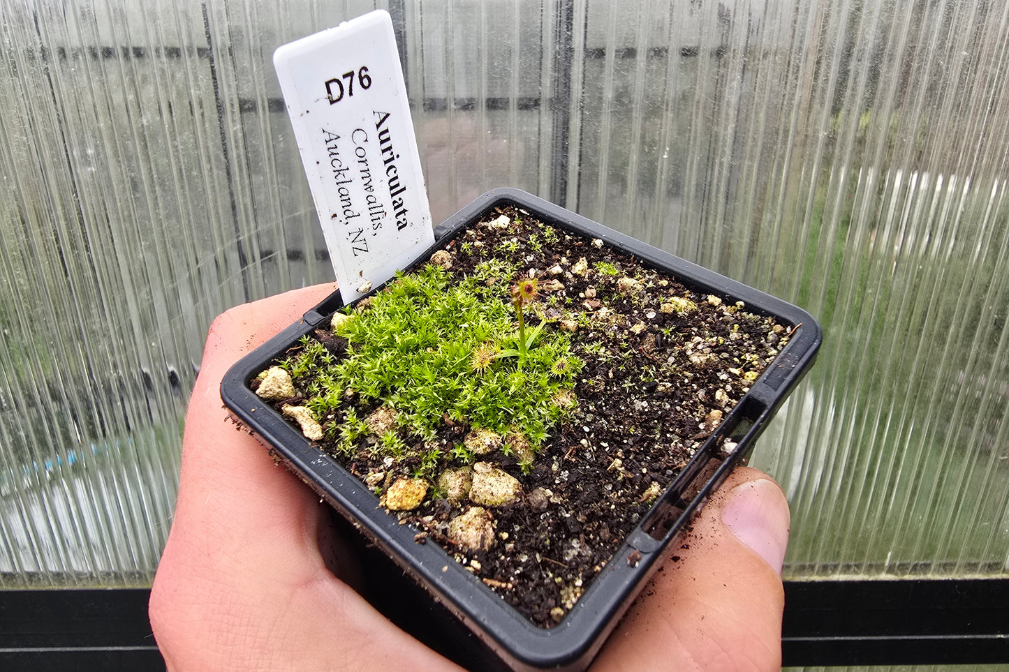 Drosera auriculata (Cornwallis, Auckland, NZ) - Tuberous Sundew