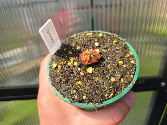 Drosera spatulata - Spatula Sundew