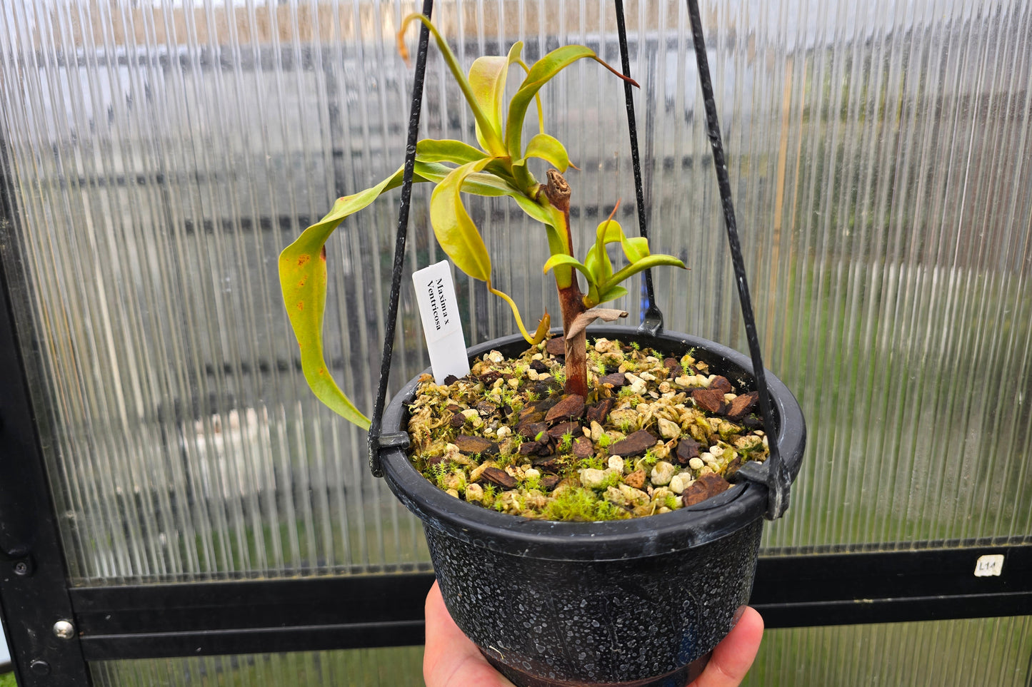 Nepenthes maxima x ventricosa - Highland Tropical Pitcher Plant