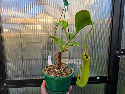 Nepenthes truncata - Intermediate Tropical Pitcher Plant