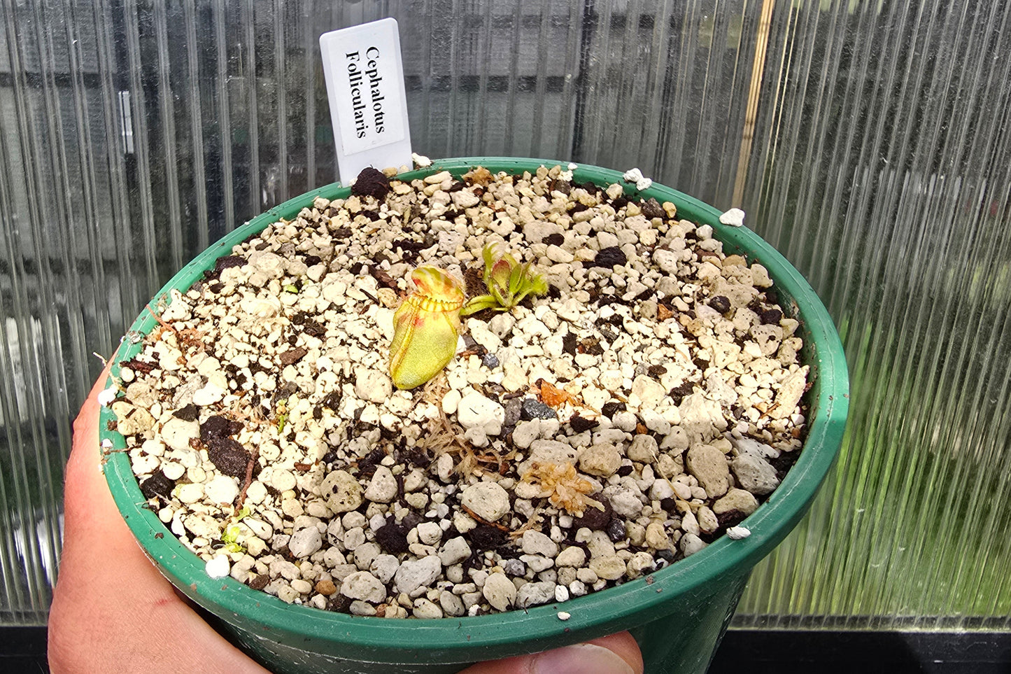 Cephalotus follicularis - Australian Pitcher Plant