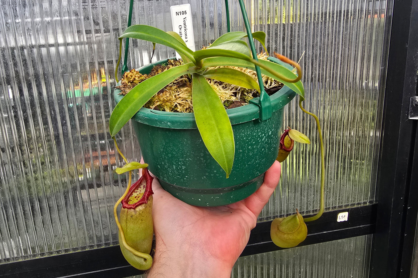 Nepenthes ventricosa x ovata - Highland Tropical Pitcher Plant