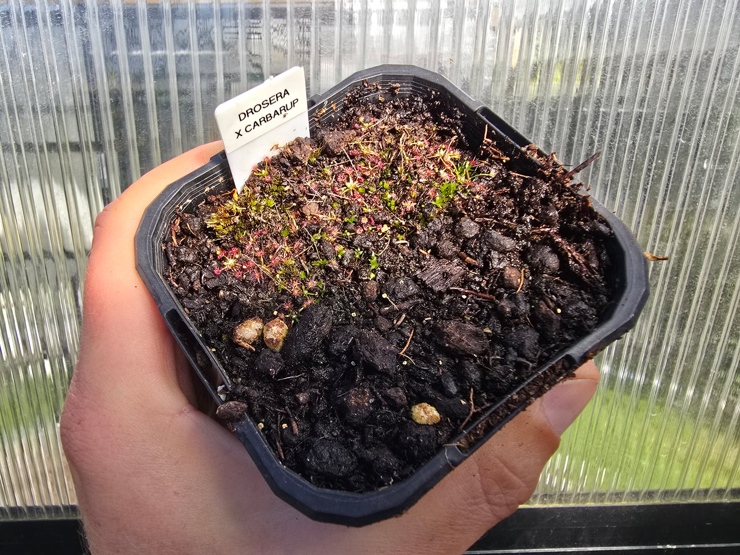 Drosera 'Carbarup' - Pygmy Sundew
