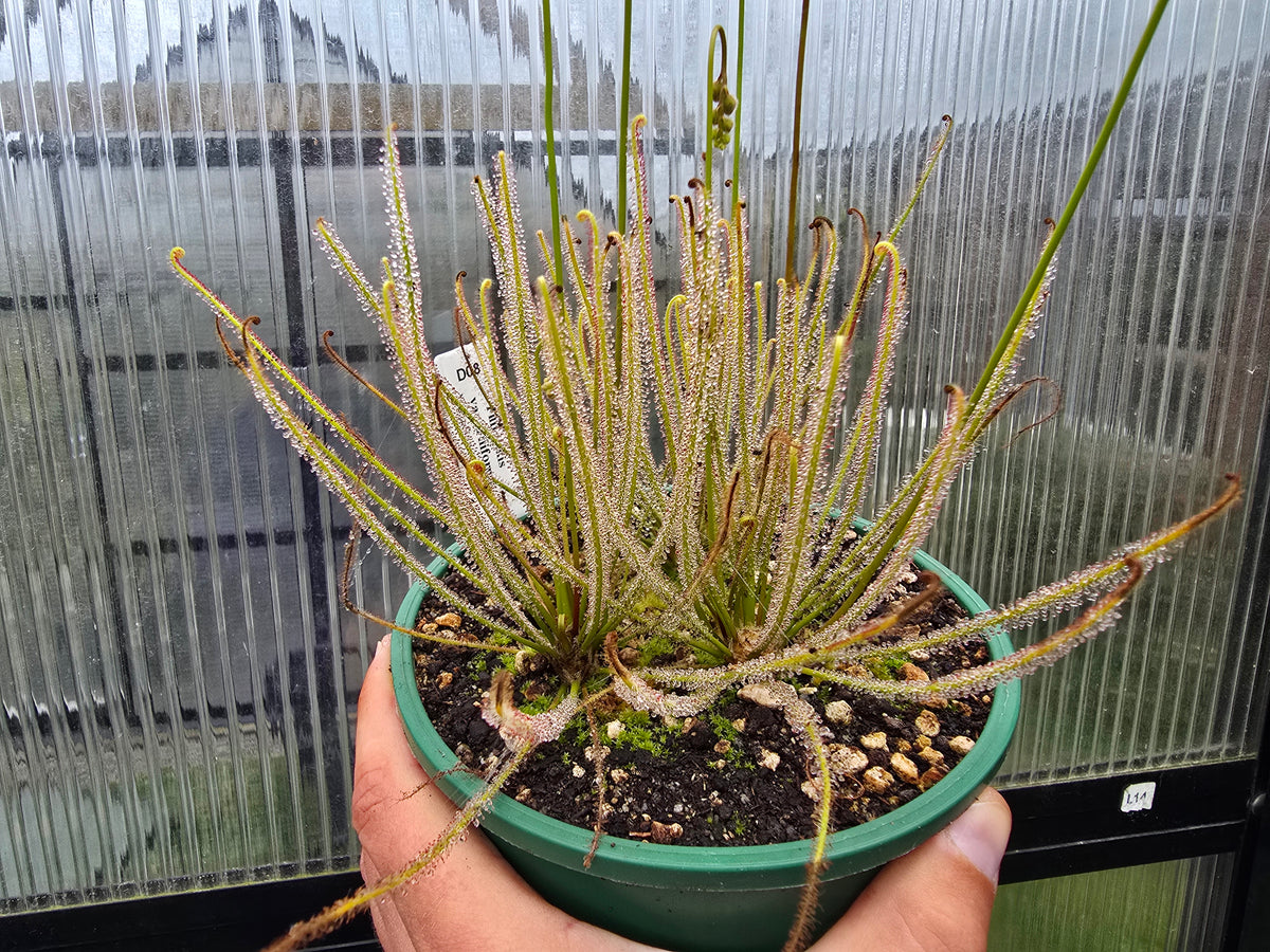 Drosera filiformis var. filiformis (Nova Scotia, Canada) - Thread-Leaf Sundew
