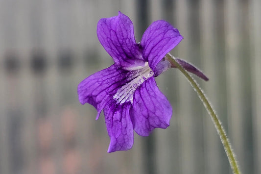 Pinguicula grandiflora - Cold Temperate Large-Flowered Butterwort