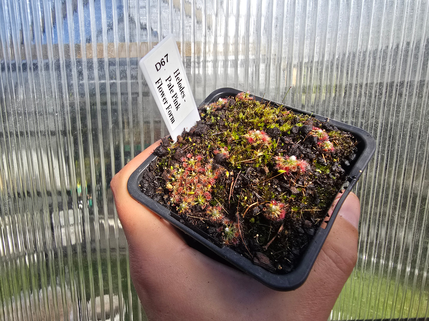 Drosera helodes - Pygmy Sundew