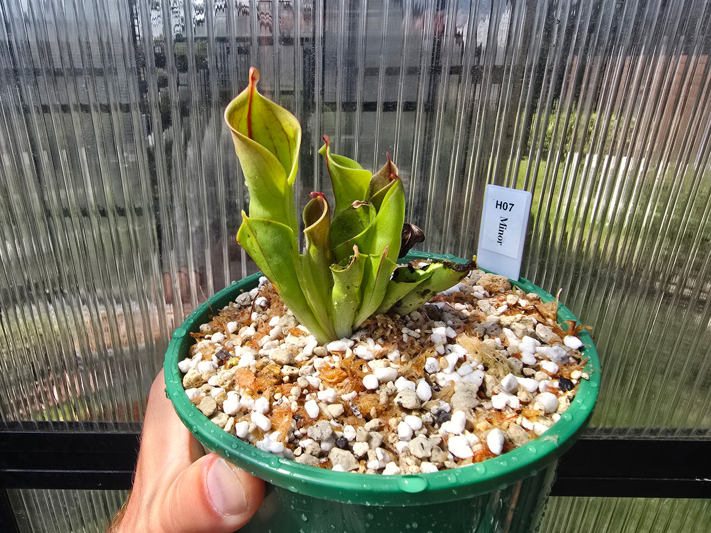 Heliamphora minor - BE-3250 - Lesser Sun Pitcher