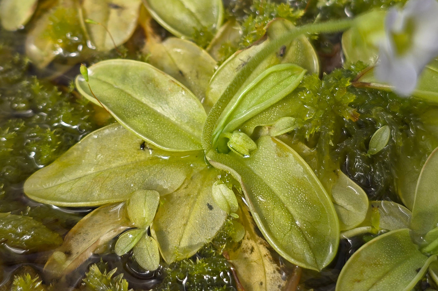 Pinguicula primuliflora - Warm Temperate Primrose Butterwort