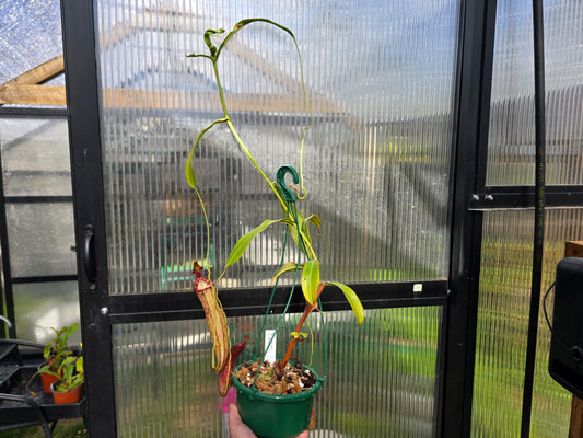Nepenthes spathulata x spectabilis (Female) - Highland Tropical Pitcher Plant