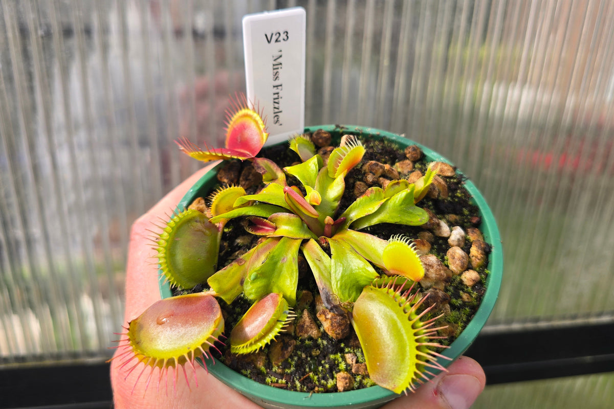 Dionaea muscipula 'Miss Frizzles' - Venus Fly Trap