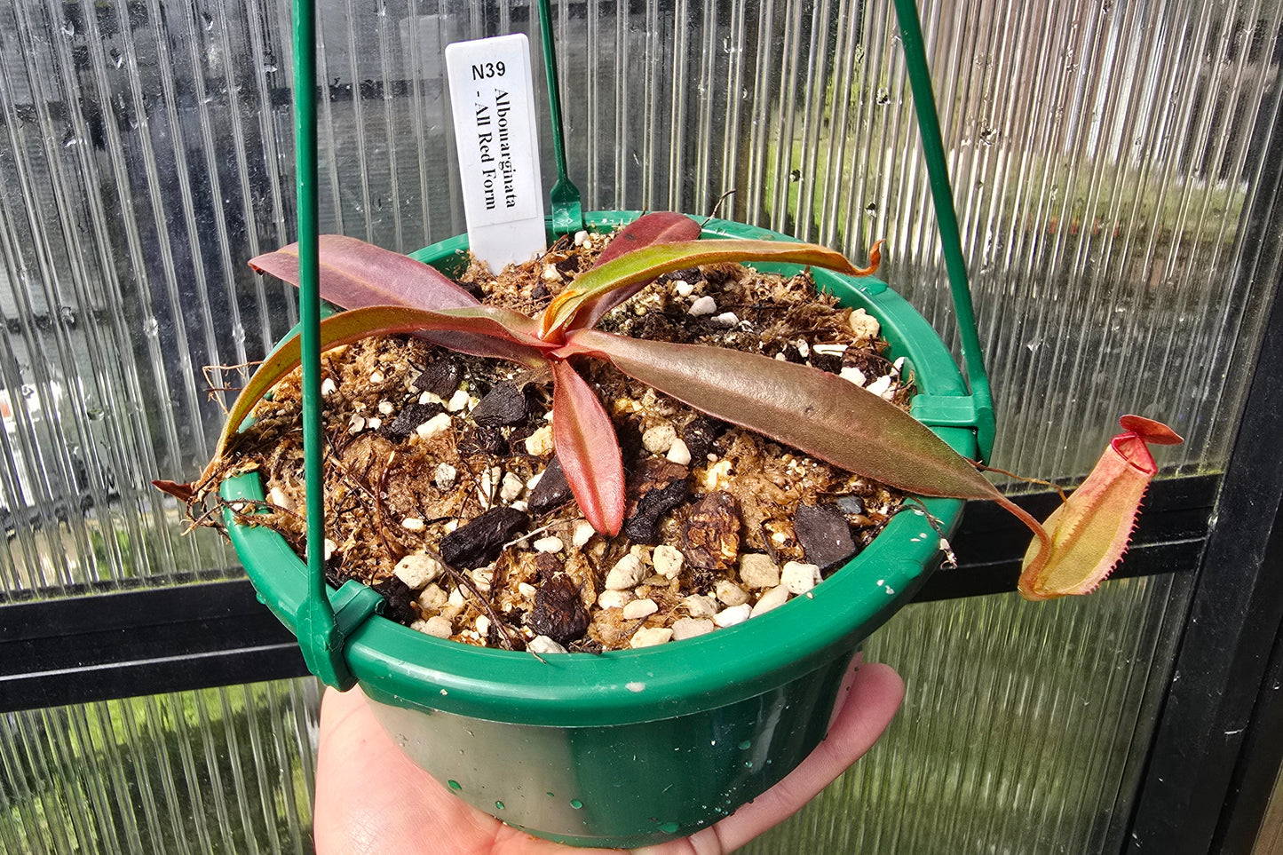 Nepenthes albomarginata 'Red Form' - Lowland Tropical Pitcher Plant
