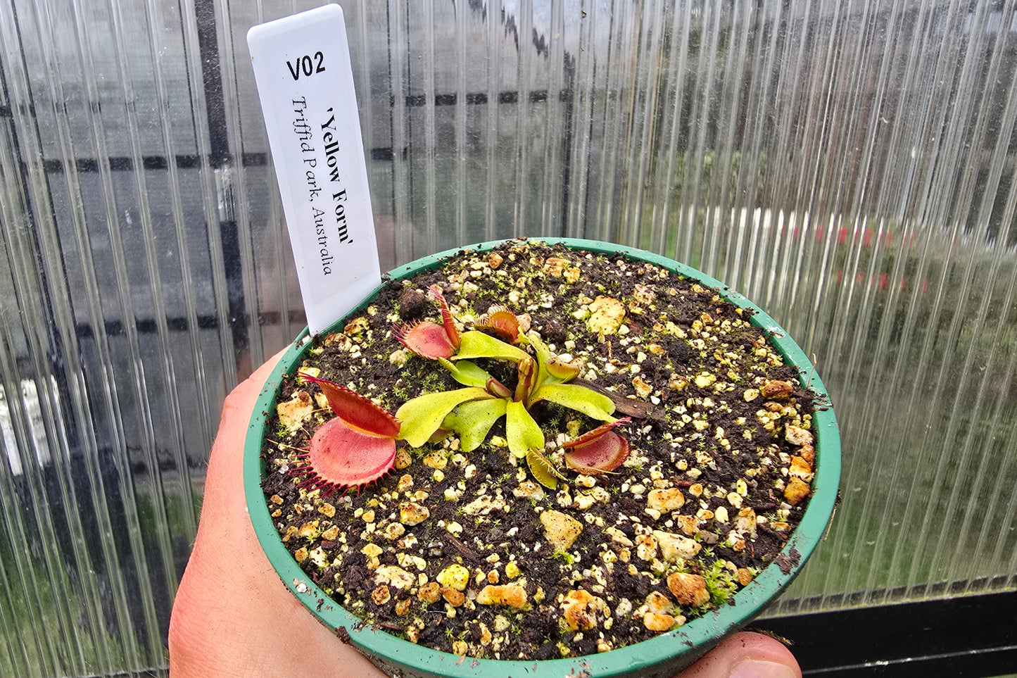 Dionaea muscipula 'Yellow Form' - Venus Fly Trap