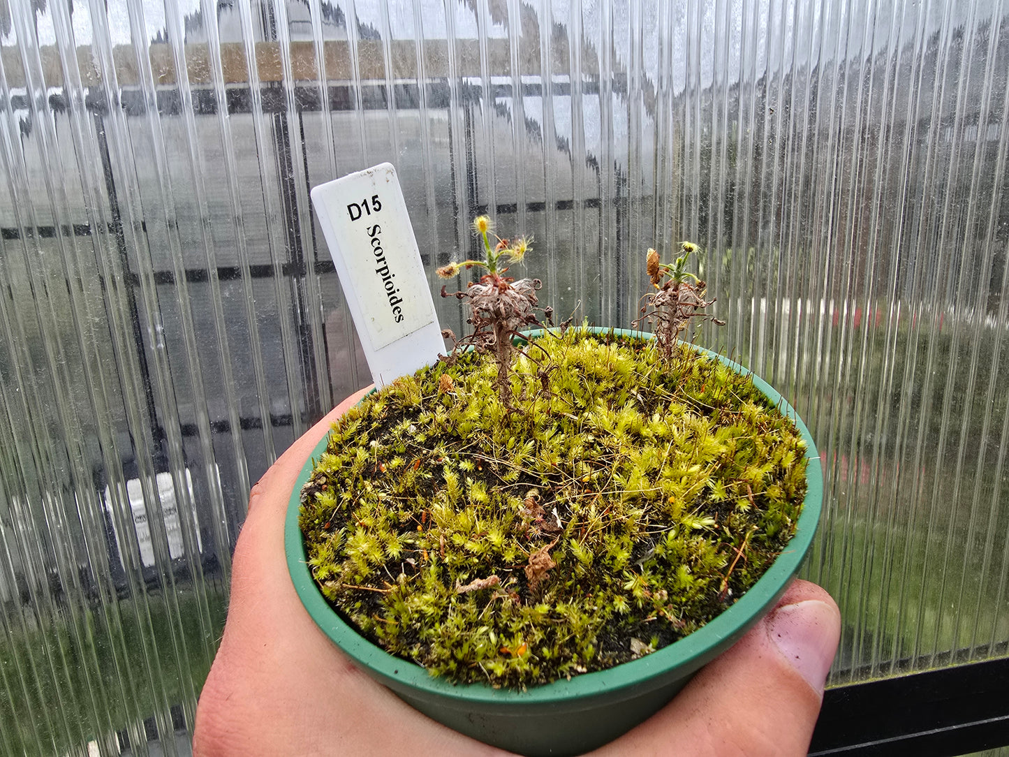 Drosera scorpioides - Pygmy - The Shaggy Sundew