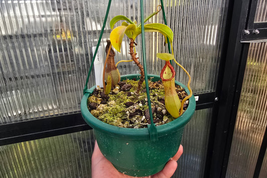 Nepenthes 'Syurga' - Highland Tropical Pitcher Plant