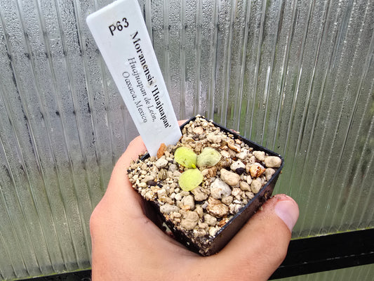 Pinguicula moranensis 'Huahuapan' - Mexican Butterwort
