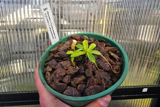 Nepenthes 'Bricious Bastardo' - Intermediate Tropical Pitcher Plant