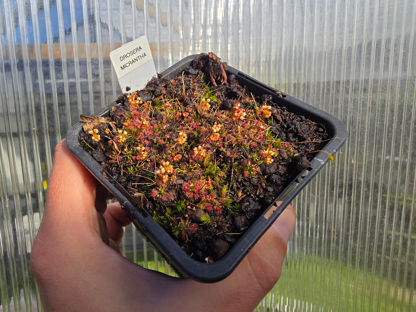 Drosera micrantha - Pygmy Sundew