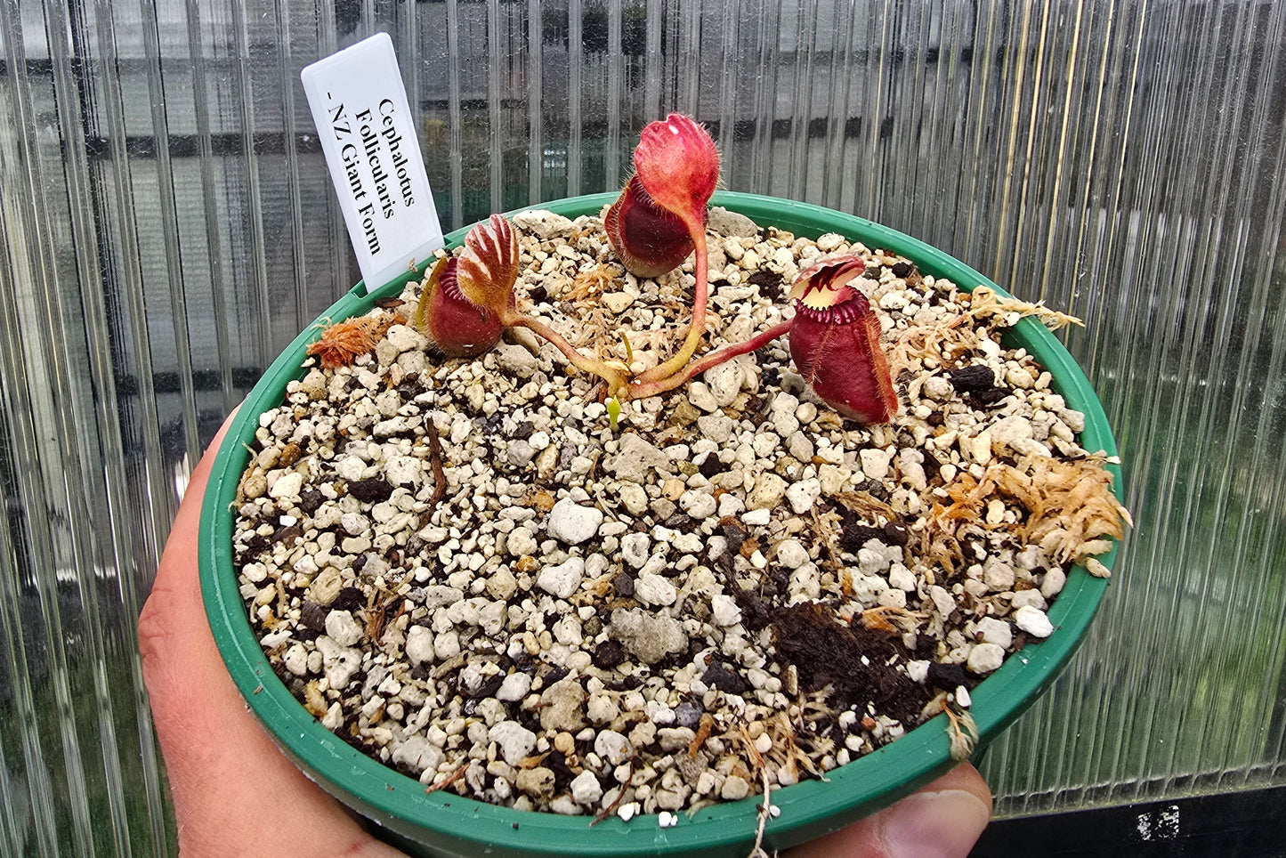 Cephalotus follicularis 'NZ Giant Form' - Australian Pitcher Plant