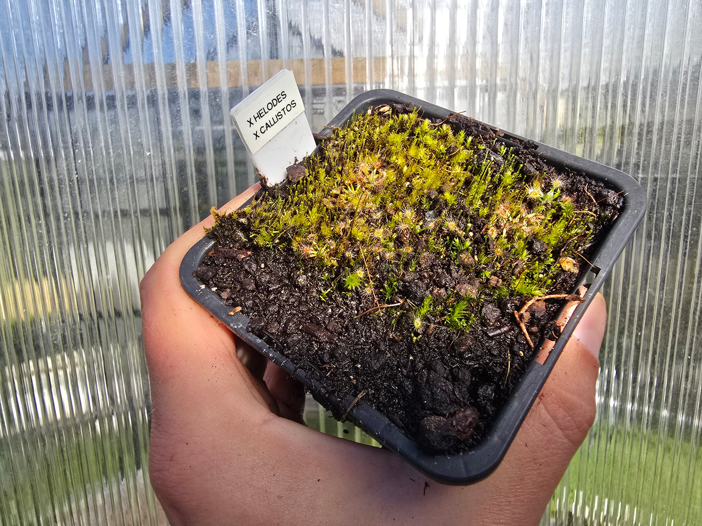 Drosera helodes x callistos - Pygmy Sundew