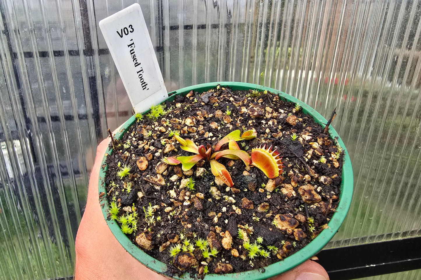 Dionaea muscipula 'Fused Tooth' - Venus Fly Trap