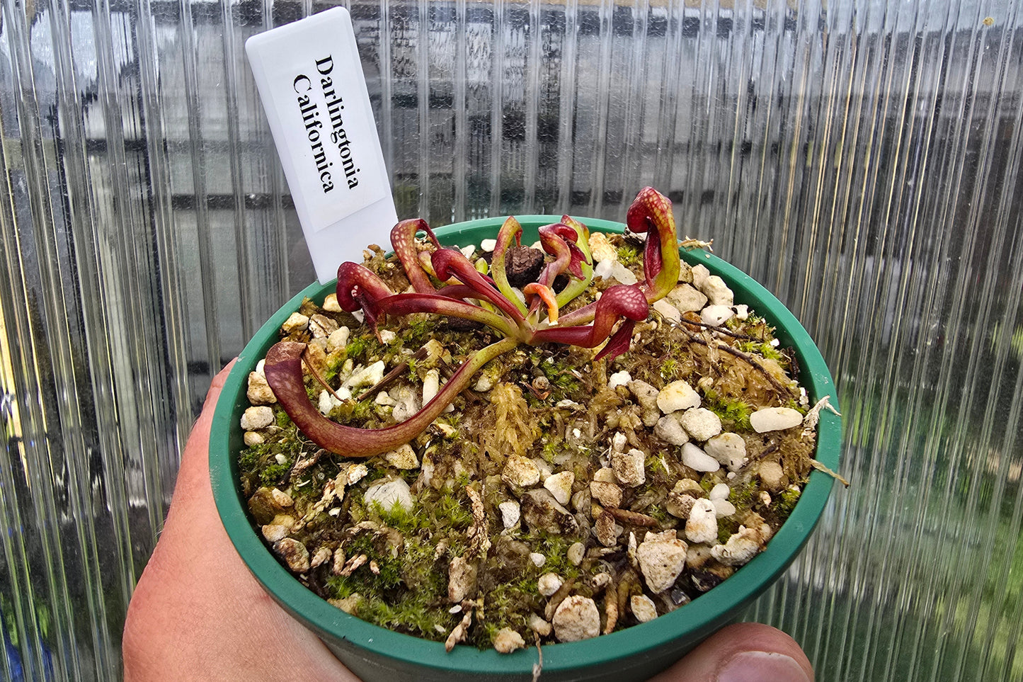Darlingtonia californica - Cobra Lilies