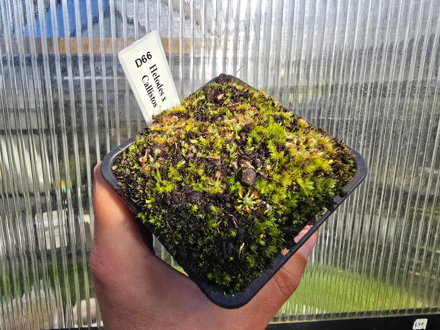 Drosera helodes x callistos - Pygmy Sundew
