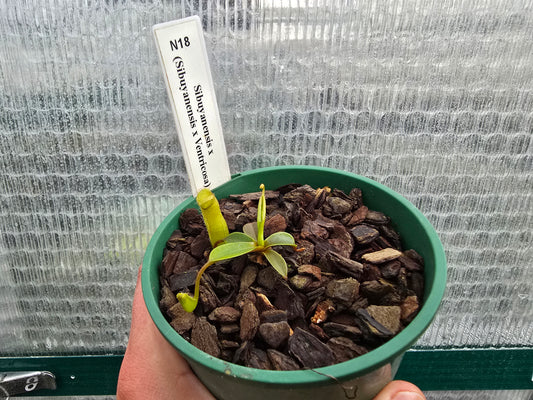 Nepenthes sibuyanensis x (sibuyanensis x ventricosa) - Highland Tropical Pitcher Plant