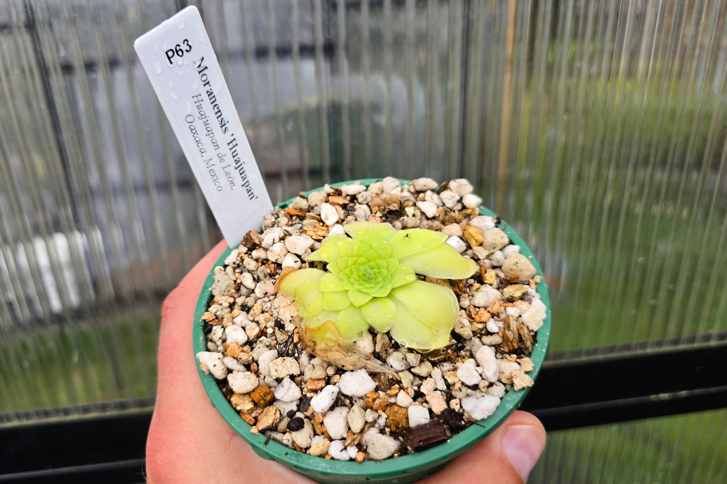 Pinguicula moranensis 'Huahuapan' - Mexican Butterwort