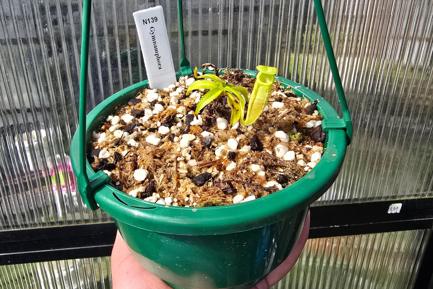 Nepenthes gymnamphora - Intermediate Tropical Pitcher Plant