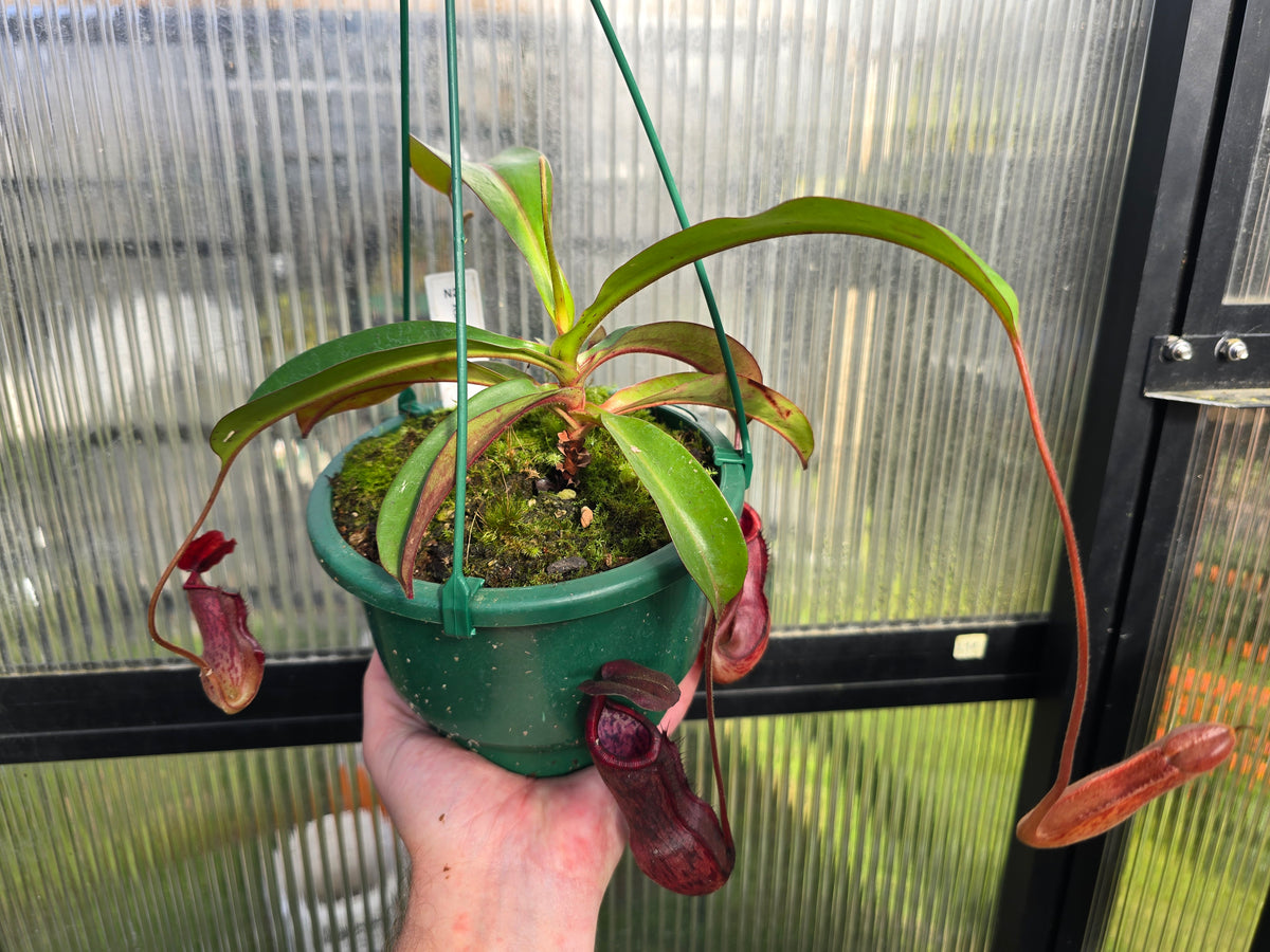 Nepenthes kampotiana - Intermediate Tropical Pitcher Plant