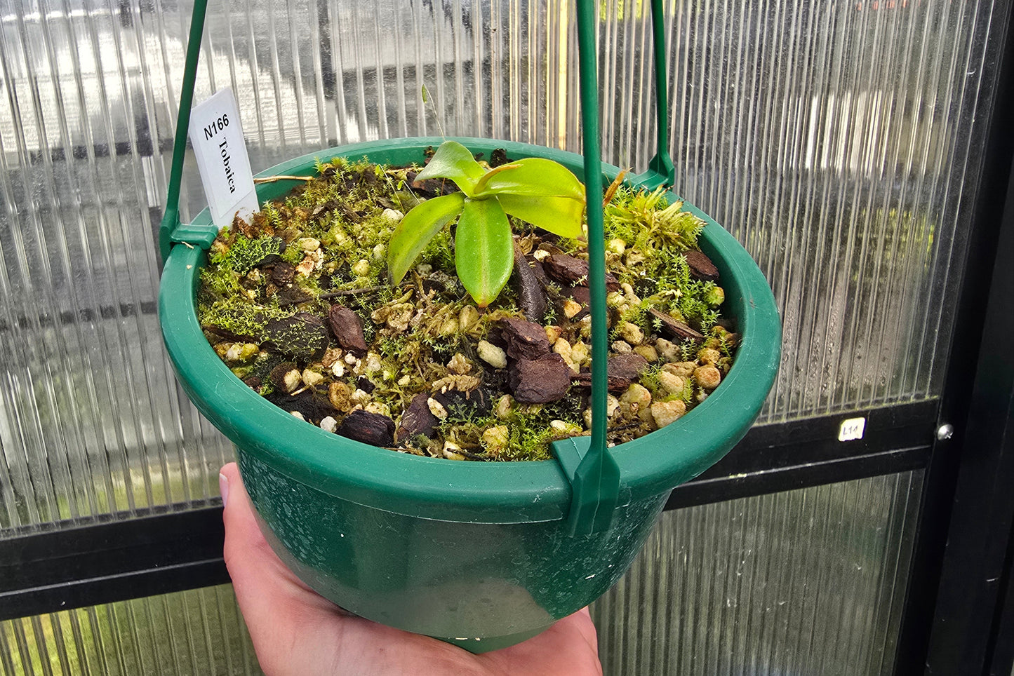 Nepenthes tobaica - Intermediate Tropical Pitcher Plant