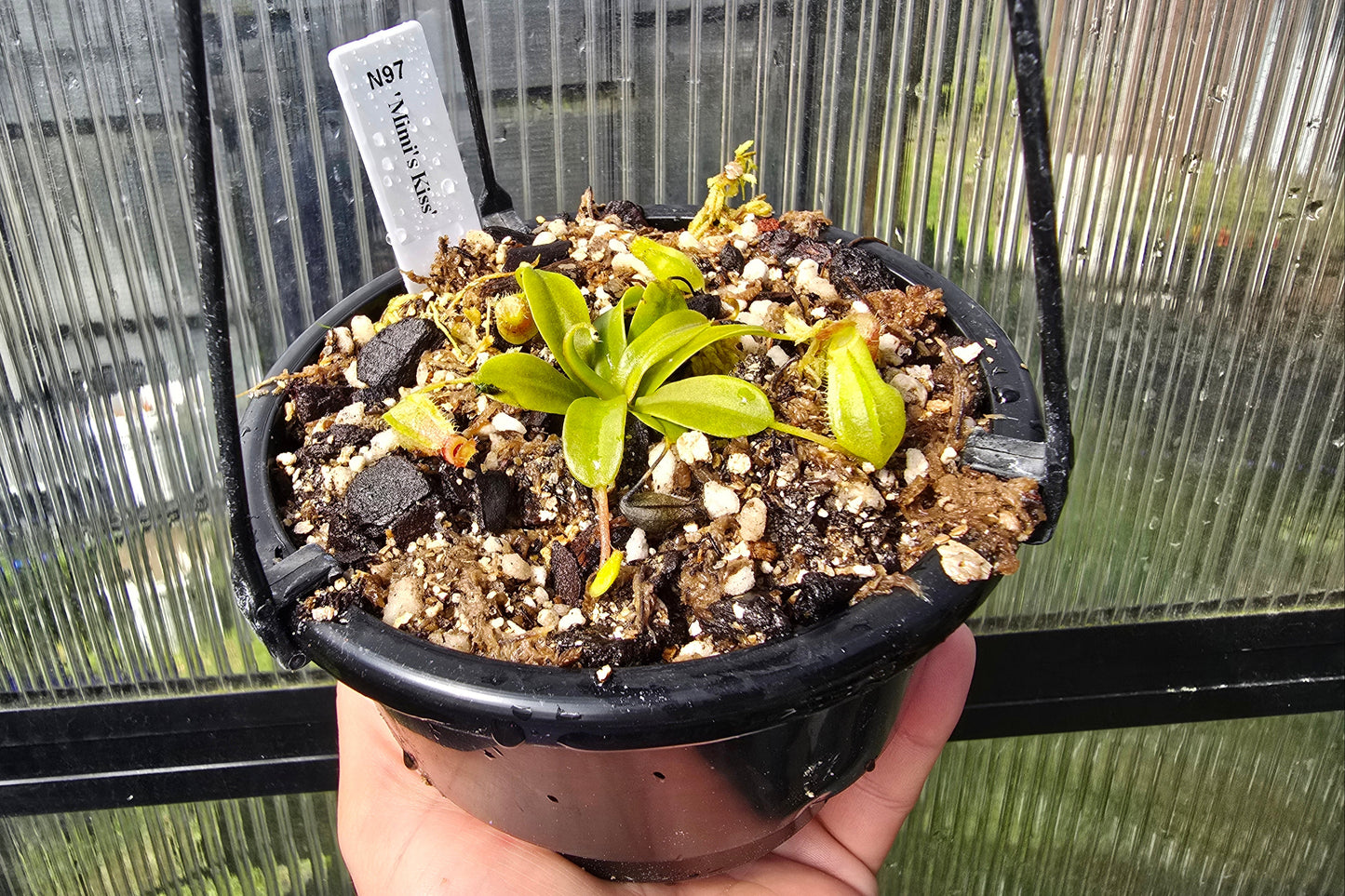 Nepenthes 'Mimi's Kiss' - Highland Tropical Pitcher Plant